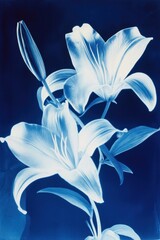 Cyanotype of Lily Flowers Blooming in Studio Still Life Botanical Art Blue and White Floral Arrangement