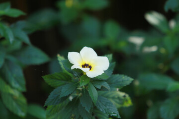 white and yellow flower