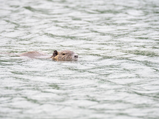 A Nutria Swimming in a Lake with Choppy Water Toward the Camera