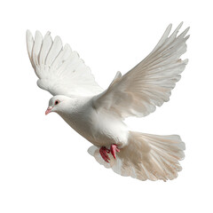 Obraz premium White dove in flight graceful wings spread soaring high above peaceful bird elegant creature symbol of hope purity freedom on transparent background