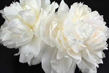 背景に最適なシャクヤク01