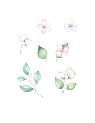 Obraz premium delicate floral watercolor clipart with soft pastel petals 