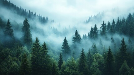 Misty Mountain Forest: An Enchanting Landscape Photography