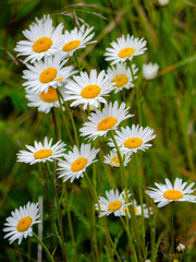 Fototapeta premium Blooming daisies surround Ørestad train station in Copenhagen, Denmark. White petals and yellow centers pop against lush greenery, capturing urban nature in full summer bloom.