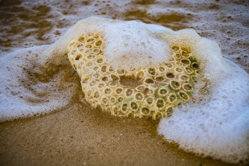 Ocean's Treasure: A Piece of Coral on the Sandy Beach.