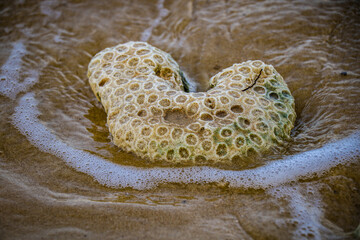 Worn Coral Relic Washed Ashore by Gentle Waves