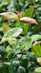The background of wet leaves exposed to raindrops looks fresh and beautiful green. Fresh wet leaves.