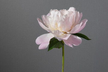 シャクヤク　芍薬　花　スタジオ　グレー