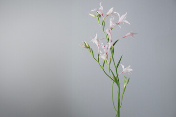 グラジオラス　トウショウブ　花　スタジオ　グレー