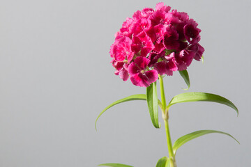 アメリカナデシコ、ビジョナデシコ、花、グレー、スタジオ