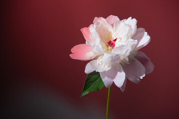 シャクヤク　芍薬　花　スタジオ　グレー　ライティング　ライト