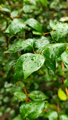 The background of wet leaves exposed to raindrops looks fresh and beautiful green. Fresh wet leaves.