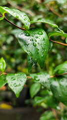The background of wet leaves exposed to raindrops looks fresh and beautiful green. Fresh wet leaves.