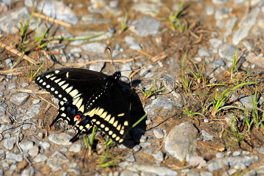 Closeup view of a black swallowtail resting on the ground.  Black butterfly with yellow, blue, and red spots on its wings. - Powered by Adobe