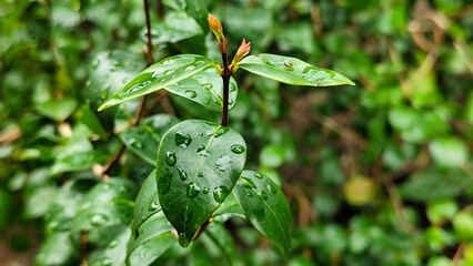 The background of wet leaves exposed to raindrops looks fresh and beautiful green. Fresh wet leaves.