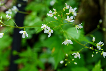 White Spring Blooms of Cardamine leucantha in a Forest Setting