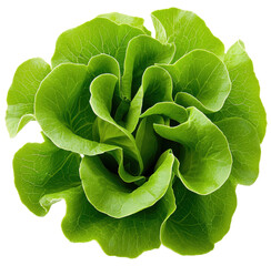 Obraz premium Fresh Green Lettuce Head on White Background