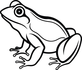 vector illustration of a frog