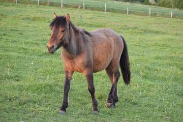 Obraz premium brown horse in the field