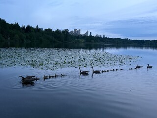 ducks on the lake
