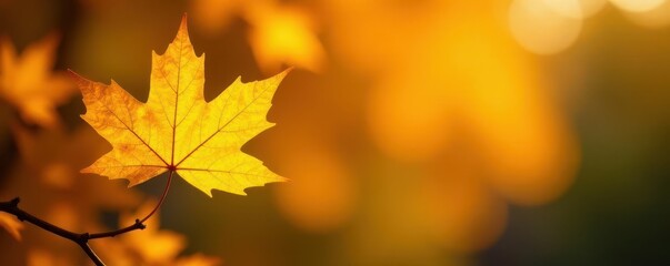Fototapeta premium Intensely yellow maple leaf against vivid backdrop, sharp focus, detail, maple