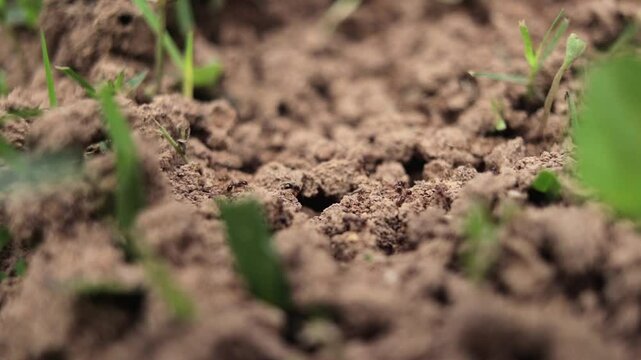 Close-up of Fire Ant Colony Building an Ant Bed