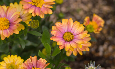 bellis perennis flowers with color variations on the petals