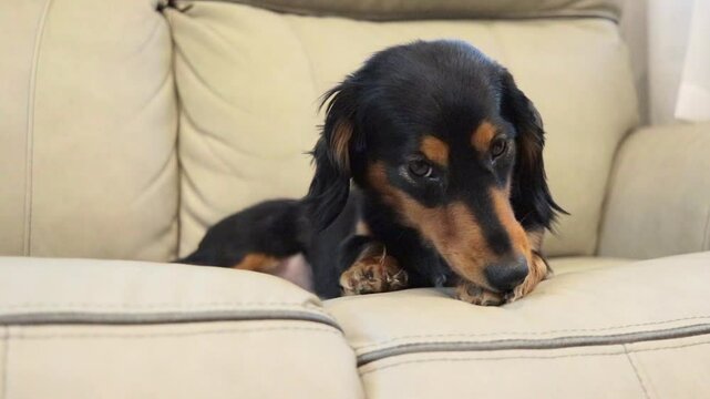  Parallax of Female Long-Haired Dachshund Chewing Paw