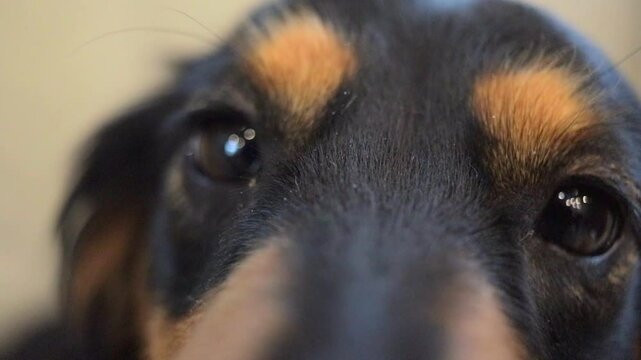 Close-up of Female Long-Haired Dachshund Affectionately Licking and Looking at Camera