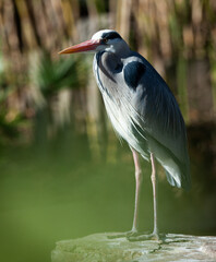 Grey heron posing on a stone. High quality photo