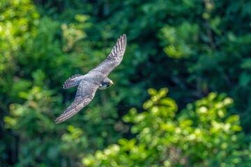 グリーンバックに悠然と飛ぶハヤブサ 成鳥