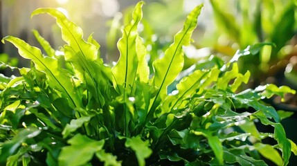 Bird's Nest Fern (Asplenium nidus)