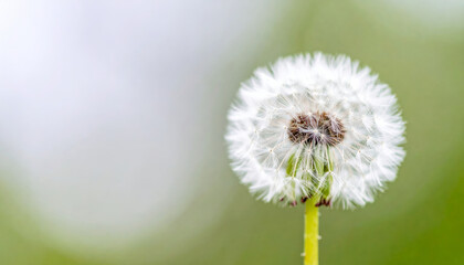 closeup of delicate white dandelion, showcasing its intricate seed structure against soft green background, evokes sense of tranquility and natural beauty