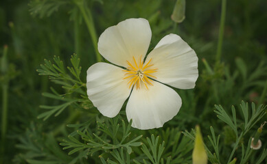 Flower california poppy white in the garden
