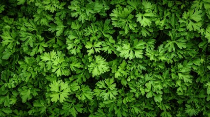 Chervil in a bright indoor environment