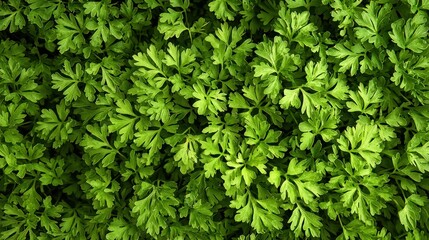 Chervil in a bright indoor environment