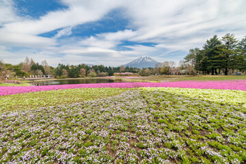 Obraz premium 春の芝桜祭り。 富士山を見渡す草原が満開の芝桜（ハナシノブ科）で覆われている。 英名学名：Moss phlox (Phlox subulata, Hanashinobranchaceae). 観覧したり撮影したりする観光客も大勢いる。 山梨県南都留郡本栖湖-2025 