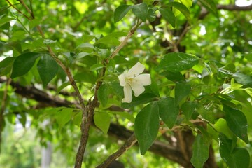 Close-up of Orange jasmine after rain.