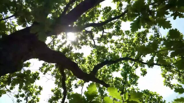 Low-Angle Canopy View with Dynamic Light and Shadows in Forest