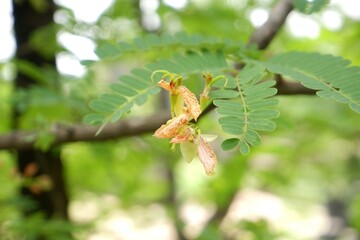 Tamarind flowers on the tree