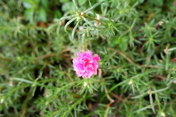 Close-up of pink Common Purslane flower.