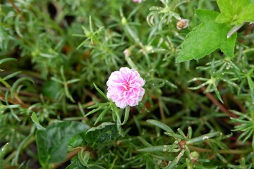 Fototapeta premium Close-up of pink Common Purslane flower.