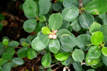 Close-up of Ficus annulata after rain.