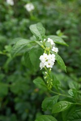 Close-up of white Duranta flower.