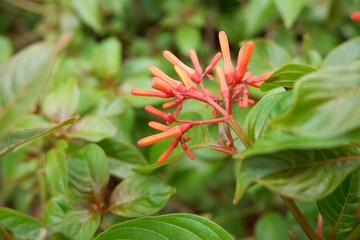 Firebush Hamelia Patens in the park