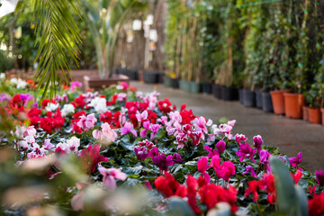 Plantation of Cyclamen persicum bushes blooming with pink, magenta and carmine flowers grown in pots for sale in hothouse. Popular ornamental plant for home decor