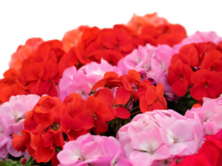 ゼラニウムの花