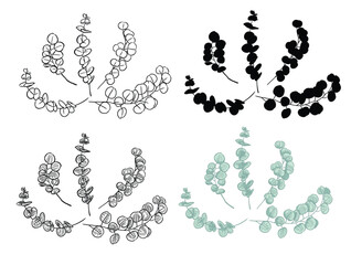 Vector of Silver Dollar Eucalyptus