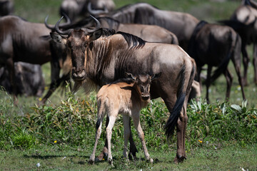 wildebeest nursing their calf in serengeti savannah