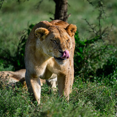 yawning lioness in serengeti